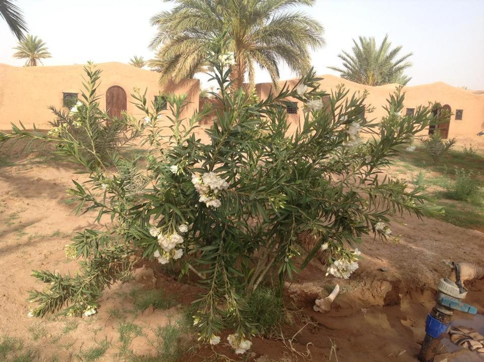 Chez Madani Hotel M'Hamid Bagian luar foto